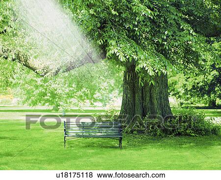 Stock Photo - View of sunlight through tree. Fotosearch