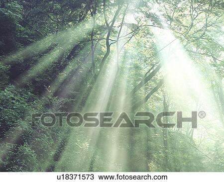 View of sunshine amid trees View Large Photo Image Stock Image - View of sunshine amid trees. Fotosearch