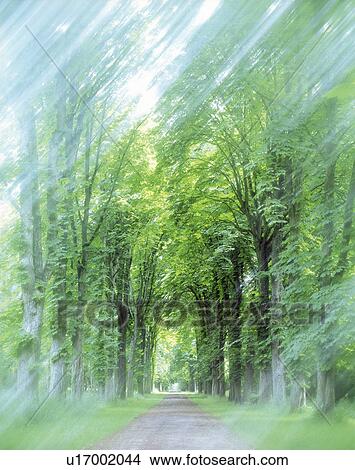 View of sunshine amidst trees View Large Photo Image Picture - View of sunshine amidst trees. Fotosearch
