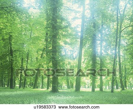 View of sunshine amidst trees View Large Photo Image Stock Image - View of sunshine amidst trees. Fotosearch