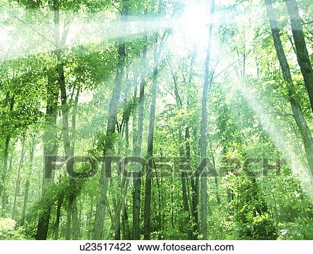 View of sunshine amidst trees View Large Photo Image Stock Image - View of sunshine amidst trees. Fotosearch