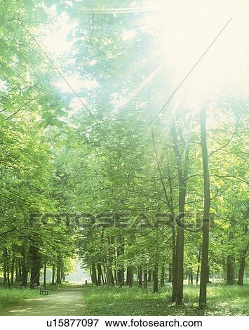 View of sunshine amidst trees View Large Photo Image Stock Photo - View of sunshine amidst trees. Fotosearch