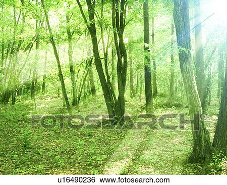 View of sunshine amidst trees View Large Photo Image Stock Photograph - View of sunshine amidst trees. Fotosearch