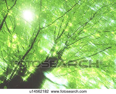 View of sunshine through a tree View Large Photo Image Stock Image - View of sunshine through a tree. Fotosearch