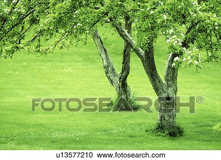 View of trees in a park View Large Photo Image Stock Image - View of trees in a park. Fotosearch