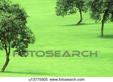 View of trees in a park View Large Photo Image Stock Image - View of trees in a park. Fotosearch
