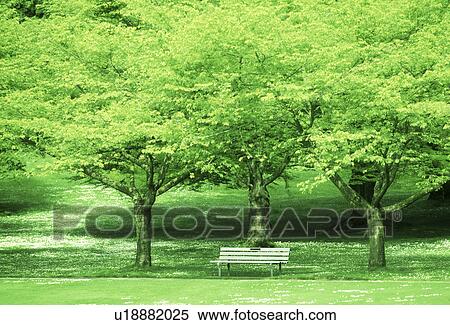 View of trees in a park View Large Photo Image Stock Photography - View of trees in a park. Fotosearch