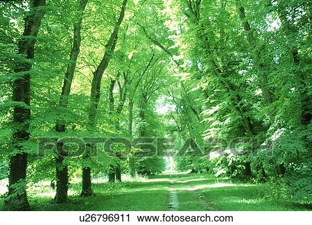 Stock Image - View of trees in a row. Fotosearch