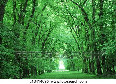 Stock Photography - View of trees in a row. Fotosearch