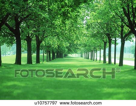 View of trees in park along a road View Large Photo Image Stock Photo - View of trees in park along a road. Fotosearch