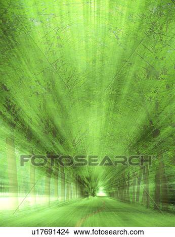 Picture - View of trees. Fotosearch