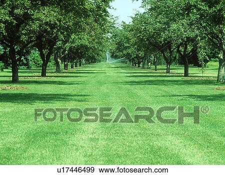 View of water sprinkler in a park View Large Photo Image Stock Photo - View of water sprinkler in a park. Fotosearch