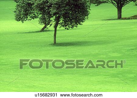Stock Image - Wide area of grass with trees. Fotosearch