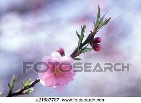 Close-up of a pink flower View Large Photo Image Stock Photo - Close-up of a pink flower. Fotosearch