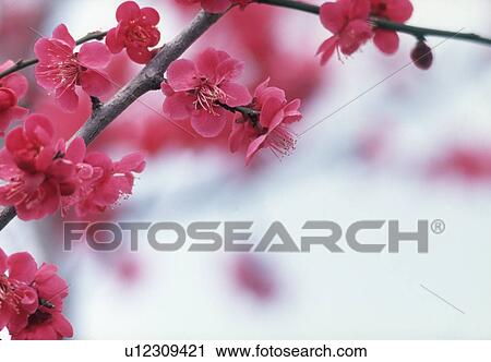 Stock Image - Close-up of pink flowers. Fotosearch