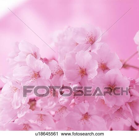 Stock Image - Close-up of pink flowers. Fotosearch