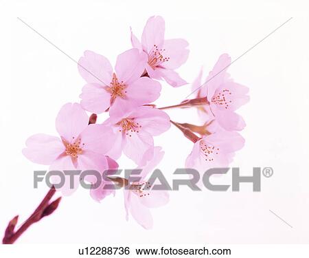 Stock Photograph - Close-up of pink flowers. Fotosearch