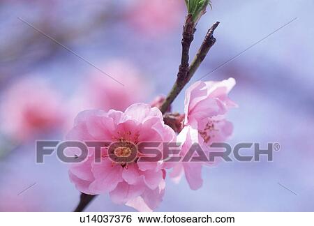 Stock Photograph - Close-up of pink flowers. Fotosearch