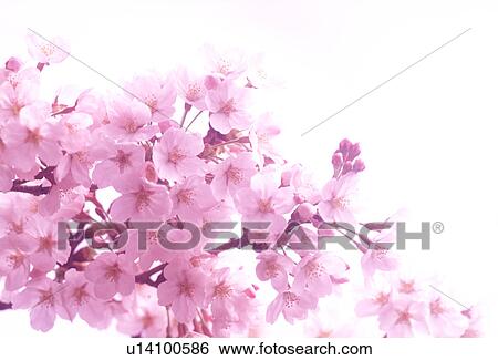 Close-up of pink flowers View Large Photo Image Stock Photograph - Close-up of pink flowers. Fotosearch