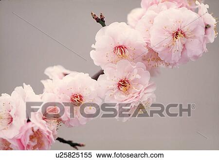 Close-up of pink flowers View Large Photo Image Stock Photography - Close-up of pink flowers. Fotosearch