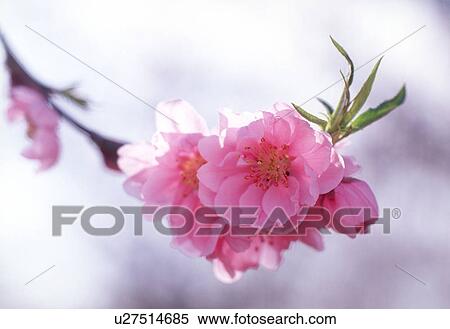 Stock Photography - Close-up of pink flowers. Fotosearch