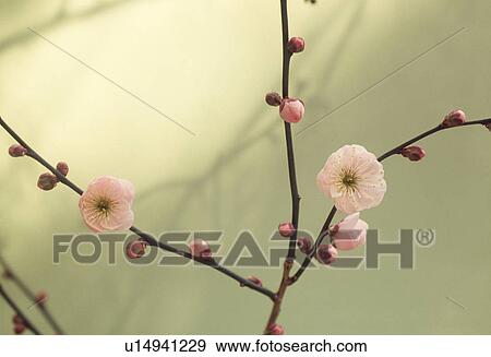 Close-up of pink flowers with buds View Large Photo Image Stock Photo - Close-up of pink flowers with buds. Fotosearch