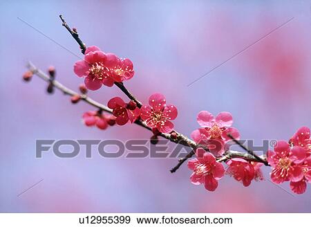 Stock Photo - Close-up of red flowers on a branch. Fotosearch