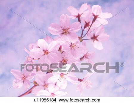 Picture - Close-up of white flowers. Fotosearch