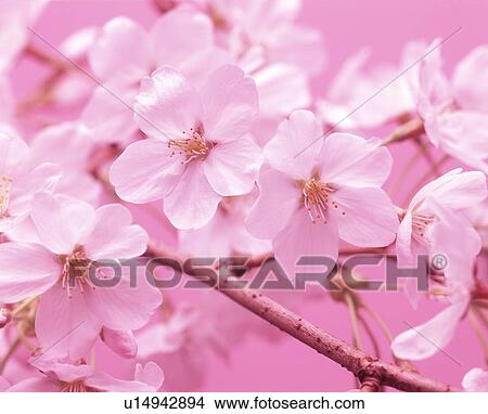 Close-up of white flowers View Large Photo Image Picture - Close-up of white flowers. Fotosearch