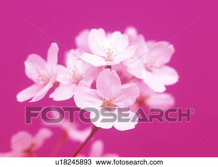 Stock Image - Close-up of white flowers. Fotosearch