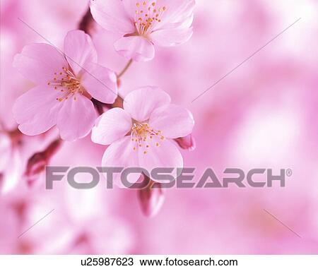 Stock Image - Close-up of white flowers. Fotosearch