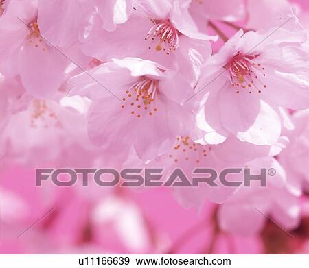 Stock Photo - Close-up of white flowers. Fotosearch