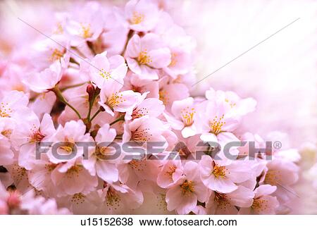 Stock Photo - Close-up of white flowers. Fotosearch
