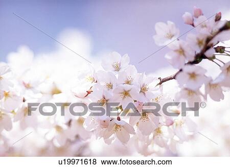Stock Photo - Close-up of white flowers. Fotosearch