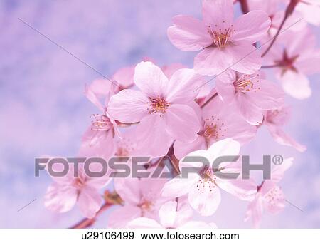 Stock Photo - Close-up of white flowers. Fotosearch