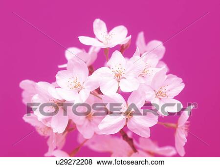 Stock Photo - Close-up of white flowers. Fotosearch