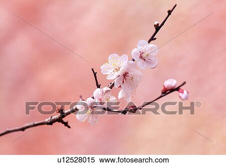 Stock Photography - Close-up of white flowers. Fotosearch