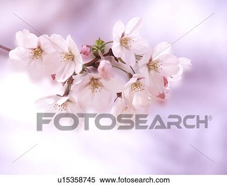 Close-up of white flowers View Large Photo Image Stock Photography - Close-up of white flowers. Fotosearch