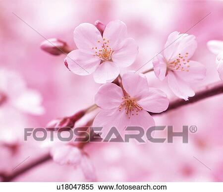 Stock Photography - Close-up of white flowers. Fotosearch