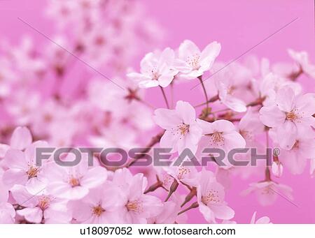 Stock Image - Cluster of pink flowers. Fotosearch