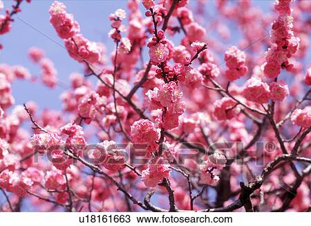 Stock Image - Cluster of pink flowers. Fotosearch