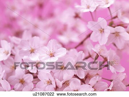 Stock Image - Cluster of pink flowers. Fotosearch