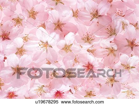 Stock Photography - Cluster of pink flowers. Fotosearch