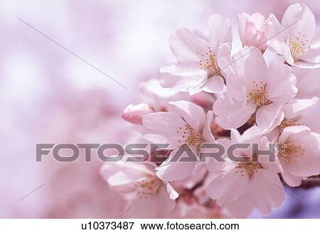 Stock Photo - Cluster of white flowers. Fotosearch