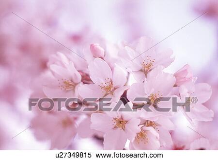 Stock Photography - Cluster of white flowers. Fotosearch