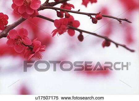 Stock Photography - View of pink flowers. Fotosearch