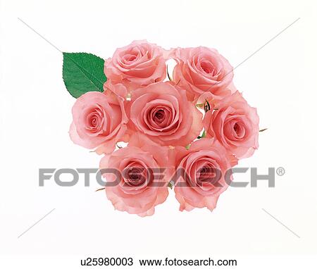 Close-up of a bunch of pink roses. View Large Photo Image Stock Image - Close-up of a bunch of pink roses.. Fotosearch