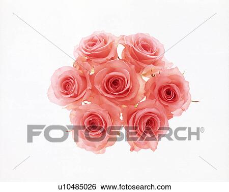 Stock Photograph - Close-up of a bunch of pink roses.. Fotosearch