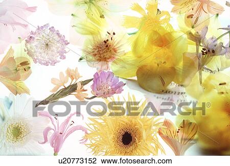 Stock Image - Close-up of a flowers.. Fotosearch