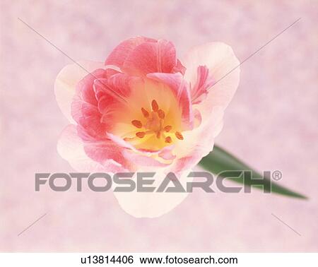 Close-up of a pink flower. View Large Photo Image Stock Photograph - Close-up of a pink flower.. Fotosearch